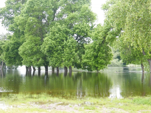 Miedzychód